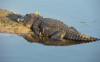 Naklejka premium massive alligator digesting prey at sunset