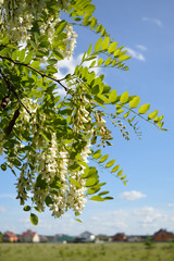 Branch of the flowering acacia tree on the background of the sky