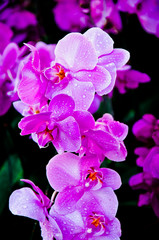 Fototapeta na wymiar Purple Orchids at the Winter Festival this year.