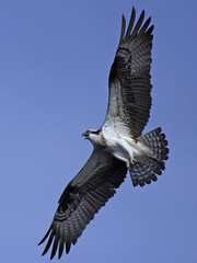 Osprey (Pandion haliaetus)