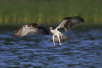Osprey (Pandion haliaetus)