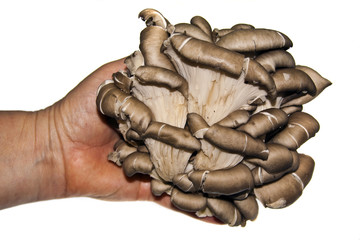oyster mushrooms isolated on white background