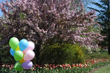 colorful tulips in springtime at sherwood gardens in baltimore maryland