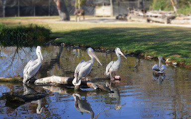 a group of pelican relaxing under the sun at zoo