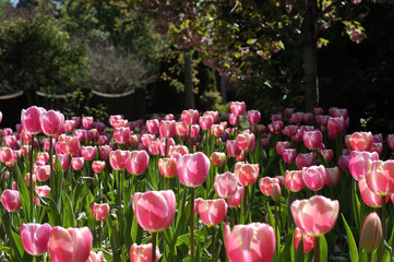 colorful tulips in springtime at sherwood gardens in baltimore maryland
