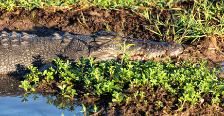 in  australia  reptile crocodile in the river