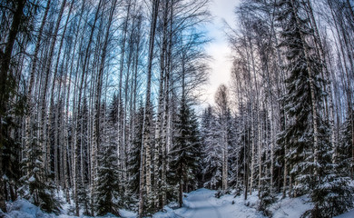 Spruce forest is in winter under the snow