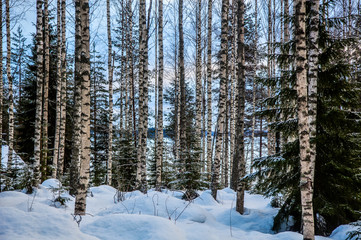 Obraz na płótnie Canvas Birch forest is in winter