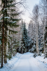 Spruce forest is in winter under the snow