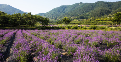 보라빛 라벤더 꽃밭