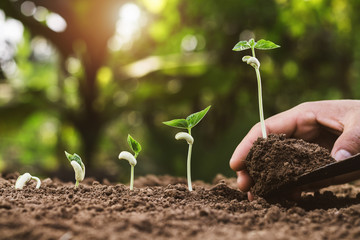 hand planting seeding growing step in garden with sunshine