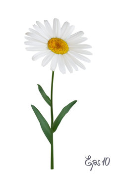 Daisy flower isolated on white background. Chamomile blossom illustration