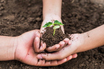 concept eco hand helping holding protection young plant