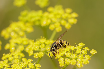 Hornet, bee, bumblebee collects pollen 