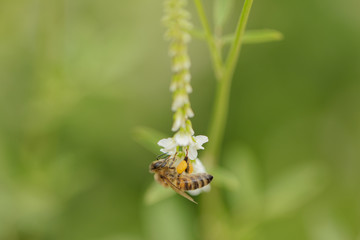 Hornet, bee, bumblebee collects pollen 