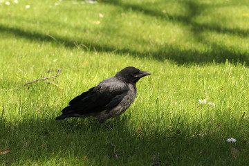 Young crow is sitting on the grass