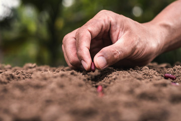 agriculture hand planting seeds red beans in soil