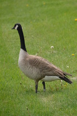 Canadian Goose 3