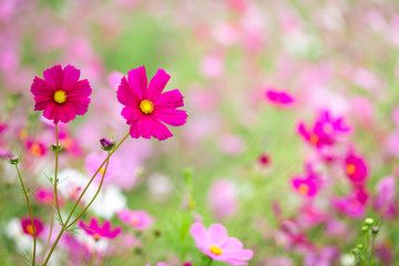 Obraz premium cosmos flower field