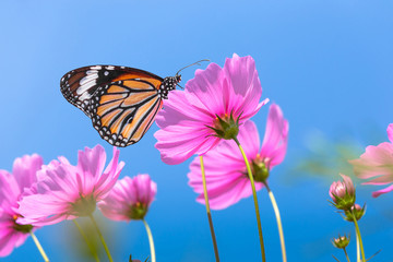 Orange butterfly on cosmos flower field