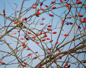 Blattloser Hagebuttenstrauch
