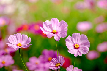 Obraz premium cosmos flower field