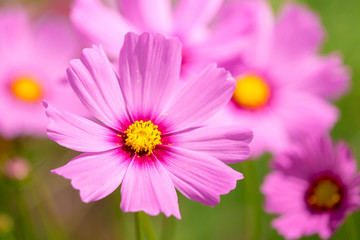 Fototapeta premium cosmos flower field