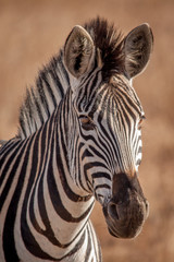 Fototapeta na wymiar Zebra and its Stripes