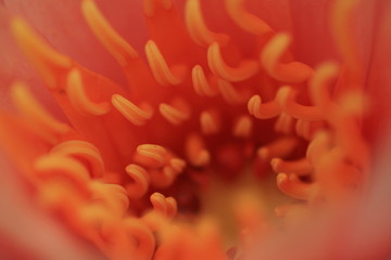 macro photography of the stamens of water lily, pink dawn water lily