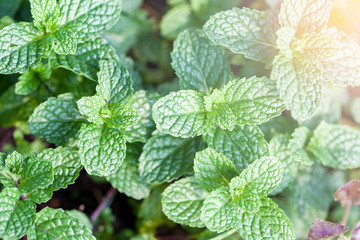 Mint is a green leafy plant. Features fresh breath odor. Make teeth healthy