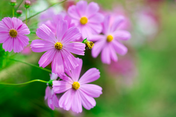 Obraz premium cosmos flower field