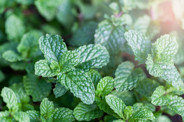 Mint is a green leafy plant. Features fresh breath odor. Make teeth healthy