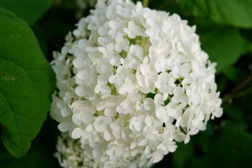 White Hydrangeas in Summer 