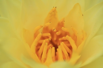 Fototapeta premium macro photography of the stamens of water lily, Texas dawn water lily, light yellow type