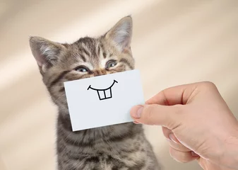 Vlies Fototapete Katze lustige Katze mit Lächeln auf Karton