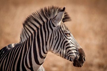 Zebra and its Stripes