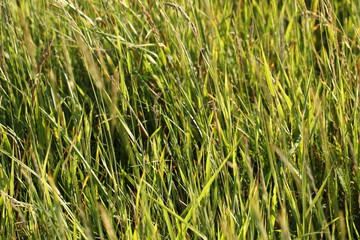 Green grass background, cover