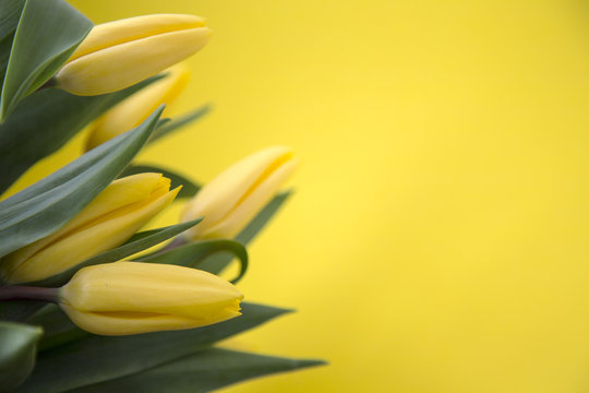 Yellow Fresh Spring Tulips Flowers Concept Woman's day Greeting Card Mother's Day Valentines Yellow Background Natural Light Selective Focus
