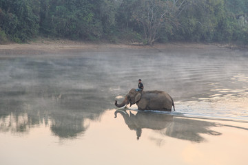 Elephants take a bath in Kwae-noi river. Kanchanaburi, Thailand