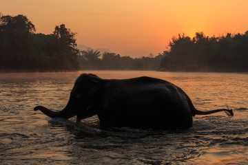 Fototapeta premium Elephants take a bath in Kwae-noi river. Kanchanaburi, Thailand