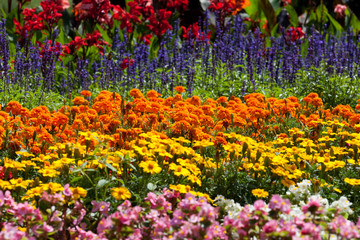 flower garden, nature