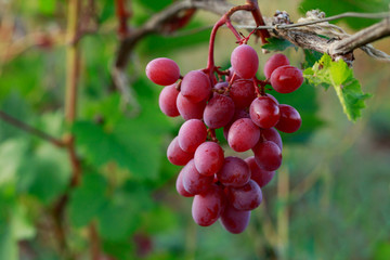 bunch of ripe grapes