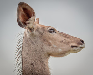 A Portrait of a Kudu