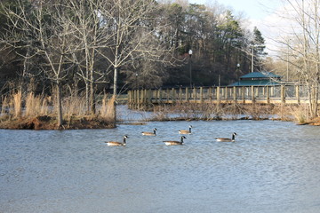 Ducks at the Lakeshore Dog PArk