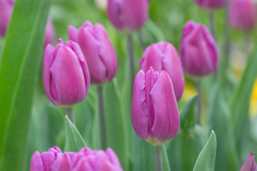 Tulip of lilac color