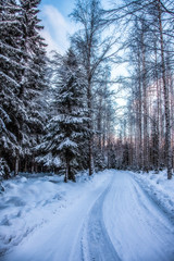Spruce forest is in winter under the snow