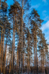 Forest is in winter at the sunset