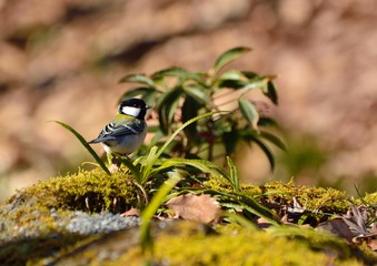 野鳥-シジュウカラ