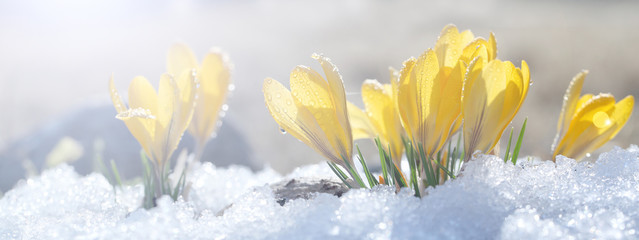 Les crocus poussent sur la neige par une journée ensoleillée de printemps en pleine terre. Coloration d& 39 une composition de fleurs jaunes et d& 39 une pierre sous des rayons lumineux, un modèle pour une carte postale.