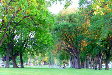 Big tree at park , sunset 